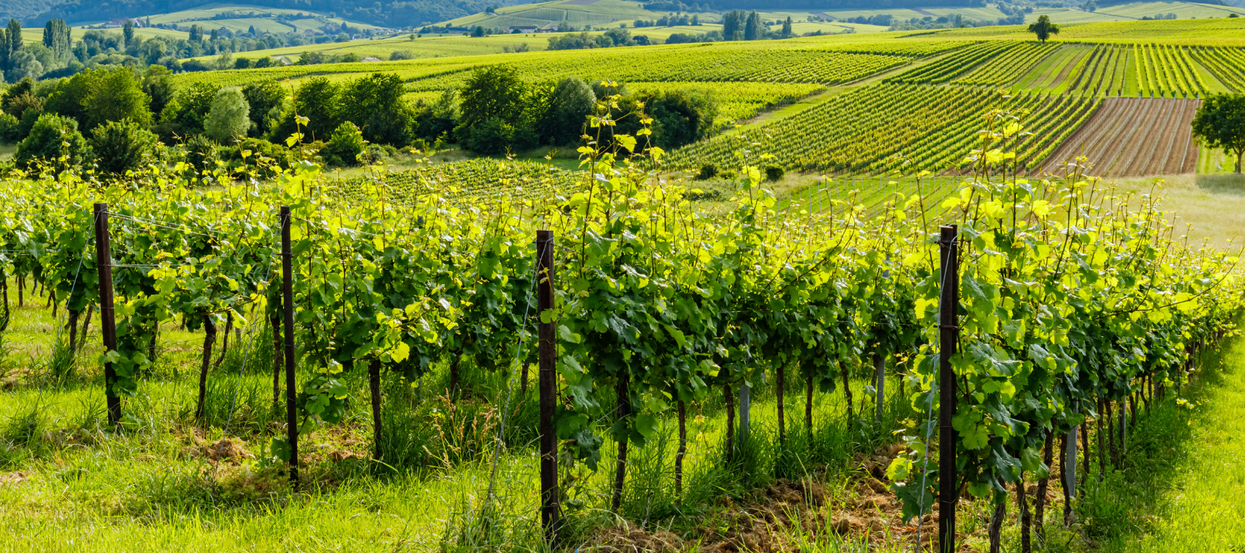 Pfalz – Warm terroir, Puur karakter!